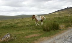 Temporary homes being sought for young Dartmoor ponies