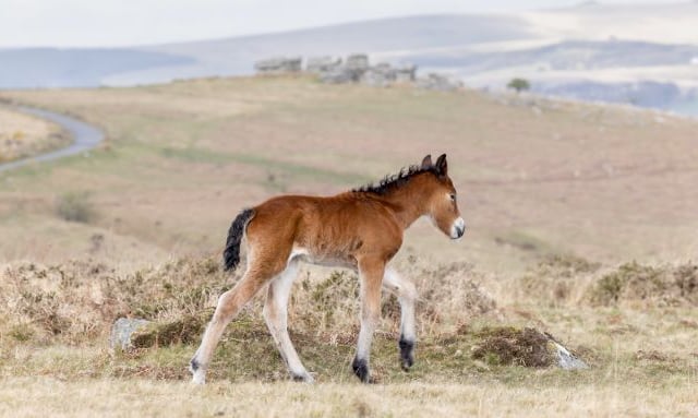 Help to build your house on Dartmoor