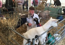 Goat breeder is a dab hand at showing