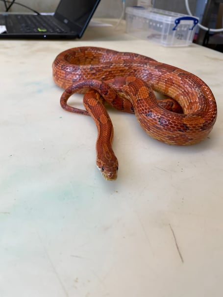 Heatwave triggers escaping snakes alert from RSPCA
