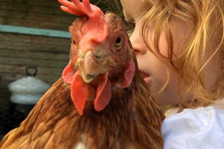 Dawn Rowland - Besty hen with Emily human