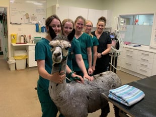 Joker the Lydford alpaca is a favourite with his local vets