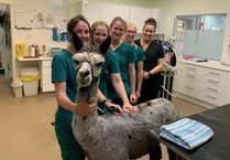 Joker the Lydford alpaca is a favourite with his local vets
