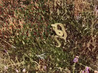 Okehampton Rambling Club spots adder on walk 