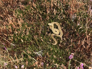 Okehampton Rambling Club spots adder on walk 