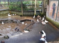 Chagford poultry farmer’s bird flu concerns