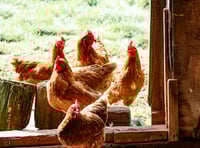 Hatherleigh poultry auction on hold 
