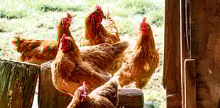 Hatherleigh poultry auction on hold 
