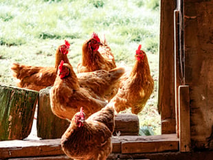 Hatherleigh poultry auction on hold 