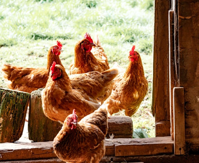 Hatherleigh poultry auction on hold 