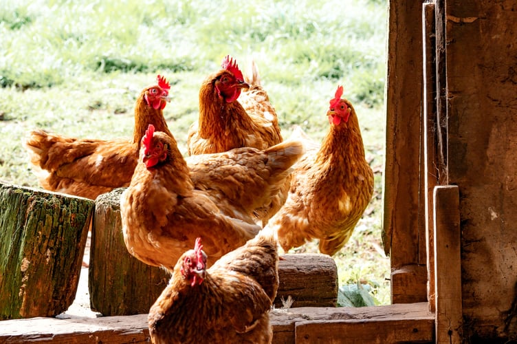 Avian flu