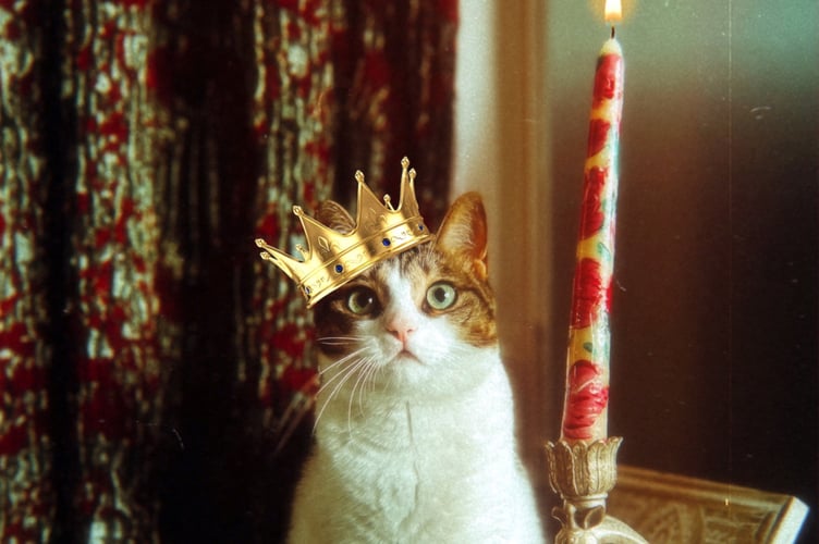 cat and crown