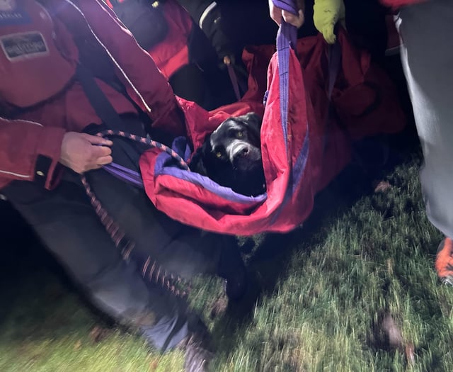 Injured dog rescued after falling 50ft at Burrator Reservoir dam 