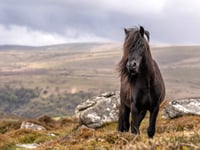 Charity steps in with incentives to support native Dartmoor ponies