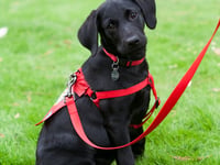 Raising awareness for guide dog puppy raisers
