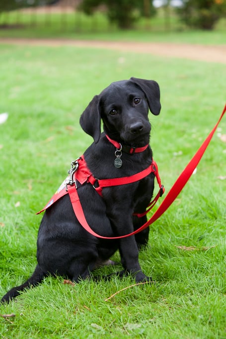 guide dog puppy