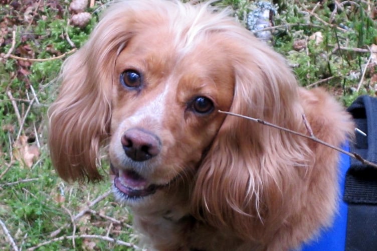 Fudge the Braveheart