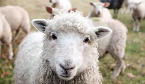 New ‘sheep worrying’ laws backed by council and police