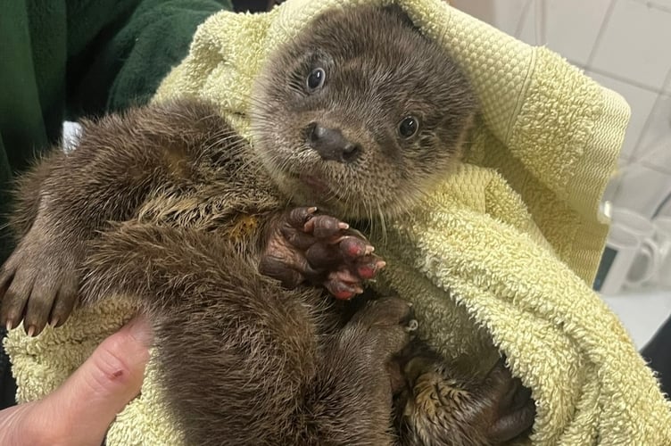 Name this orphaned otter found in Tavistock - now being rehabilitated by the UK Wild Otter Trust.