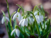 Belstone Snowdrop Sunday will raise money for the Childrens Hospice