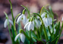 Belstone Snowdrop Sunday will raise money for the Childrens Hospice