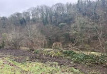 Mass tree felling in Simmons Park ‘necessary’
