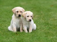 Could you be a volunteer for Guide Dogs?
