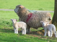 Increase of ‘livestock worrying’ incidents highlighted by Police
