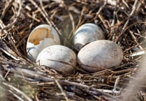 LETTER TO THE EDITOR: Swaling conflicts with nesting season