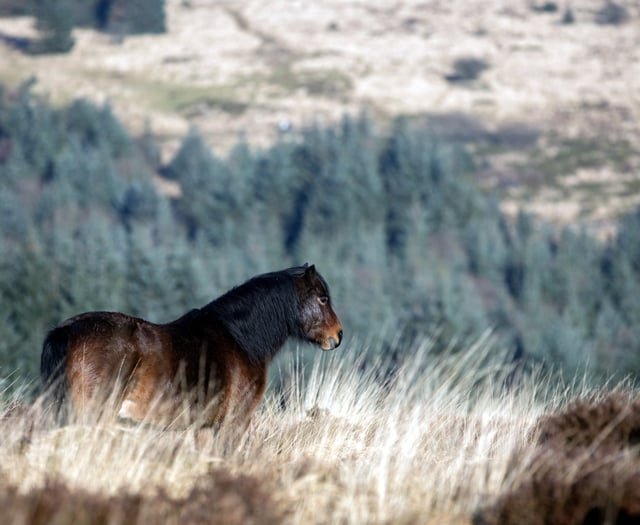 Charity hosts free walks at Bellever