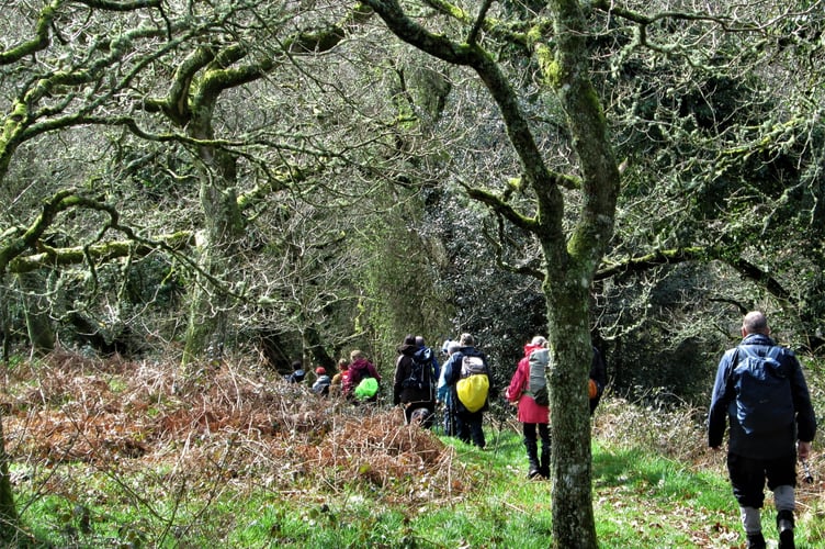                                Okey Ramblers in the trees