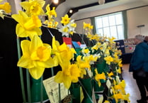 Sweet scent and golden blooms at Bere Ferrers Spring Show