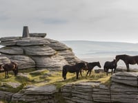 Dartmoor charity hosts free guided walks at Bellever
