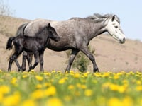 Campaigners welcome 'reprieve' for moorland ponies