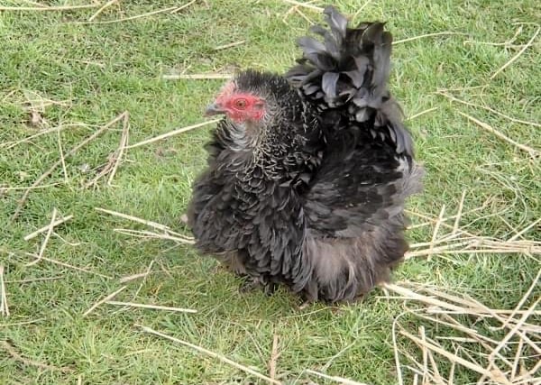 Woman left distraught after pet hen stolen from her garden
