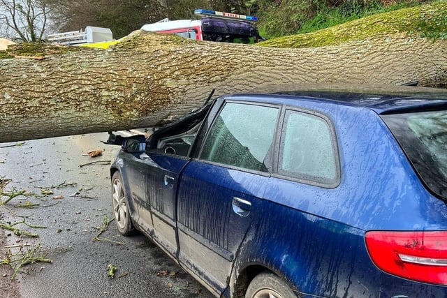 Dramatic images of tree on car near Crediton

