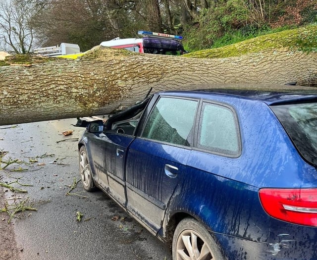 Dramatic images of tree on car near Crediton
