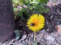 Okehampton eco-group urges residents to increase garden bio-diversity