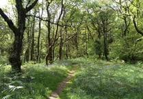 Dartmoor National Park involved in pine marten reintroduction  survey