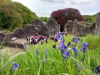 Okehampton Castle's Bluebell Sunday a success