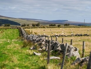 Prince’s Countryside Fund and Morrisons launch Carbon Clarity guide
