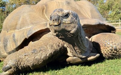 giant tortoise
