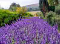 South Zeal gardens open to public