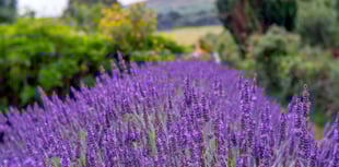 South Zeal gardens open to public