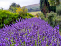 South Zeal gardens open to public