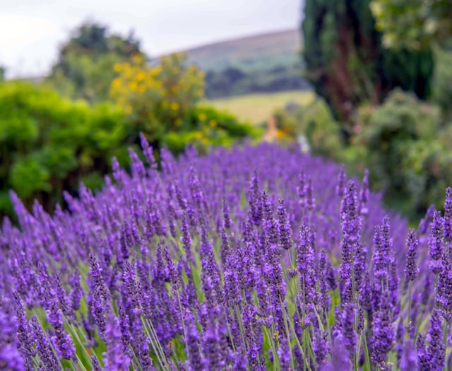 South Zeal gardens open to public