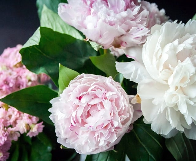 Ten Hatherleigh gardens open to public this weekend