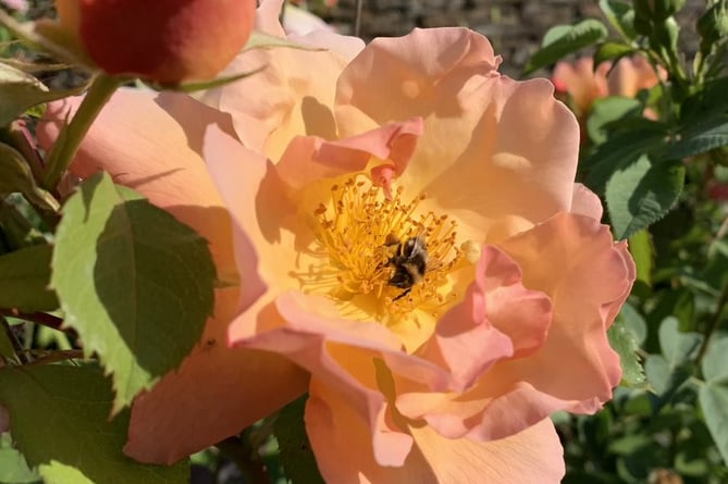 nat trust buckland abbey buff-tailed bee on rose FighingTemeraire