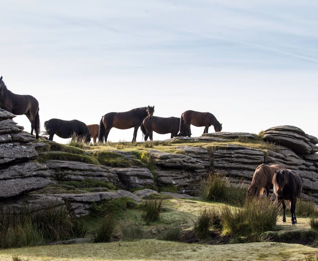 A change in fortune for Dartmoor's ponies