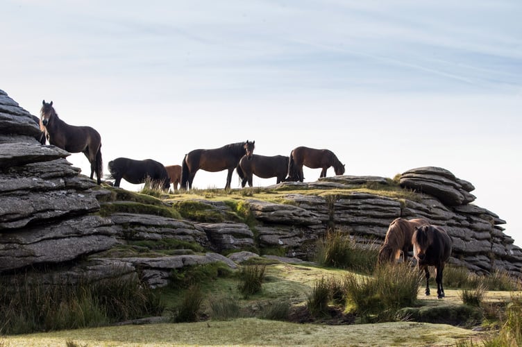ponies dartmoor